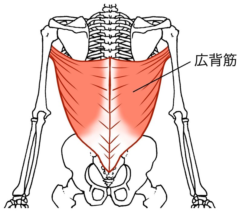 広背筋　解剖図