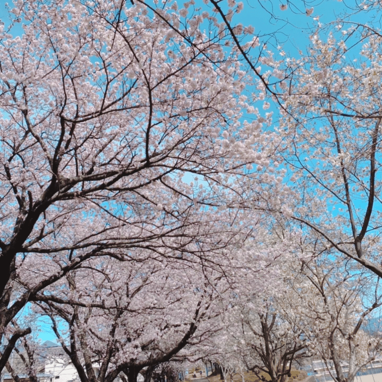今日のお散歩アツい半袖でいいね^ - ^#今日のお散歩　#Snow #Fuji #yatsugatake #stroll #photo #写真好きな人と繋がりたい　#fineweather #photography #instagood #半袖Ｔシャツ　#sakura