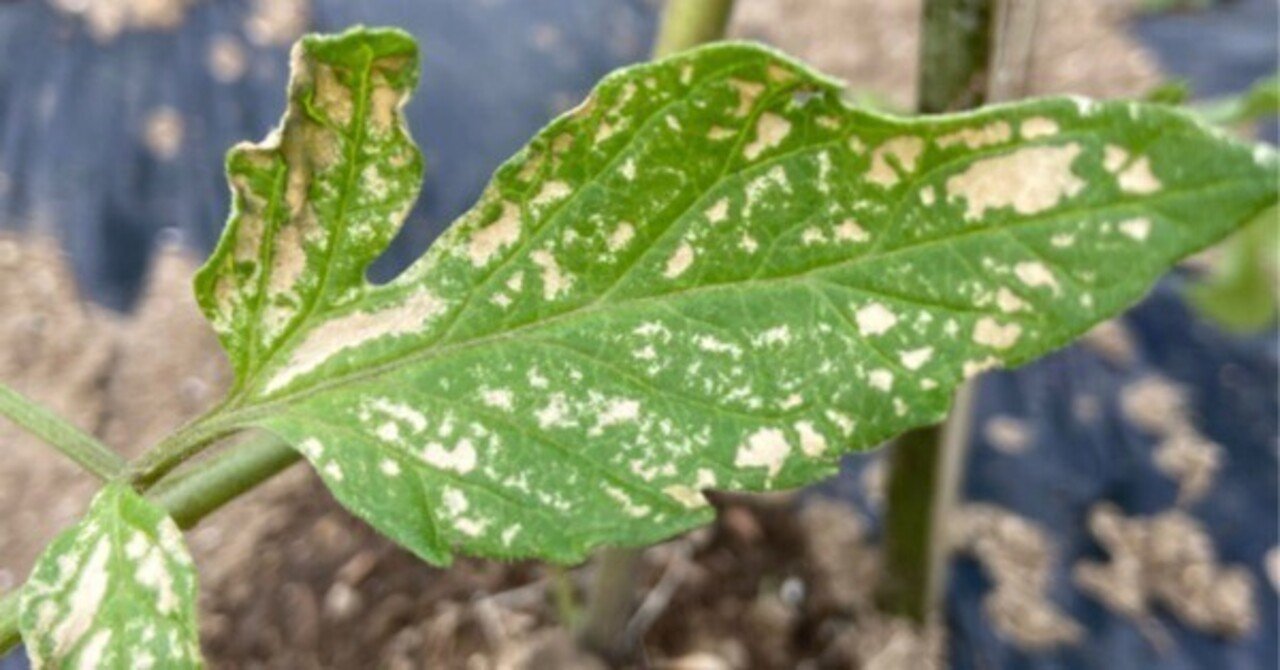 トマト 葉が突然白く枯れる 低温障害 ミライ菜園 Note トマト 葉が突然白く枯れる 低温障害 ミライ菜園 Note