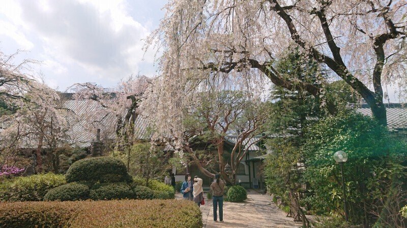 DSC_5325中院しだれ桜