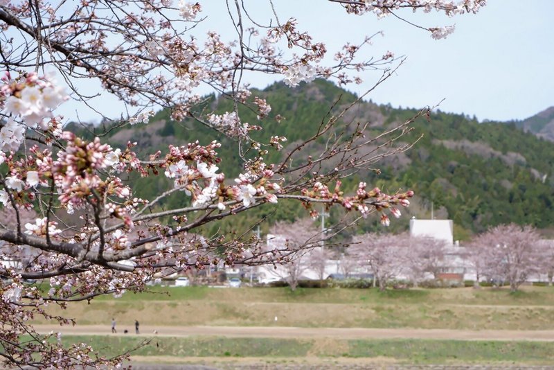 飯梨川沿い２