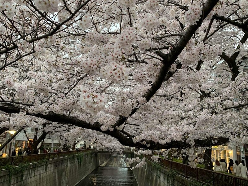 中目黒の🌸