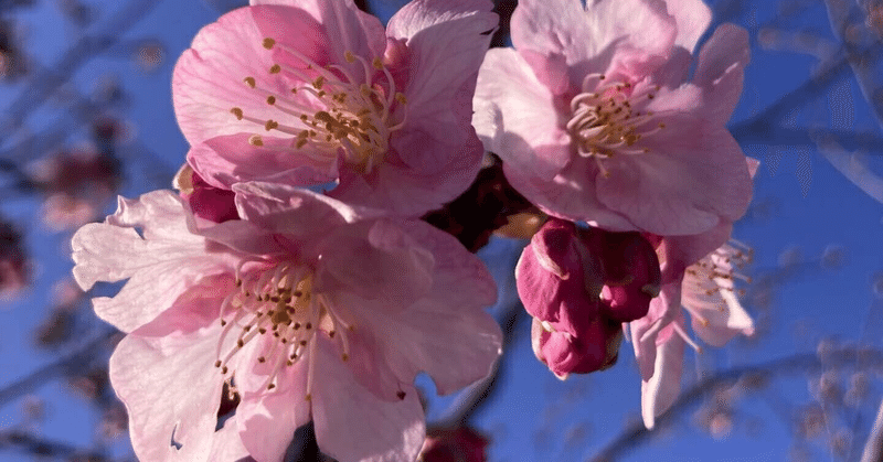 詩）桜の木の下
