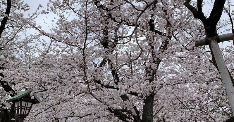 デジタルの散らぬ桜で花見酒