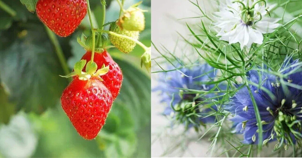 3月31日お誕生日の方おめでとうございます Monstera18 Note