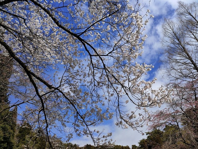 昭和天皇の武蔵野御陵の桜