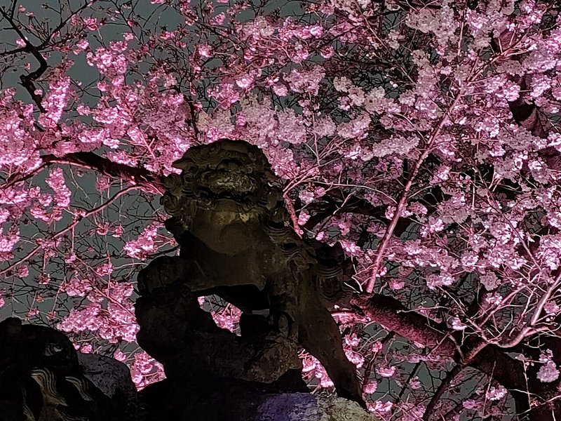 神田明神狛犬と桜