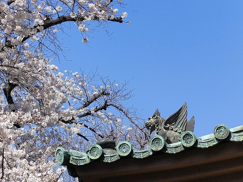 湯島聖堂桜