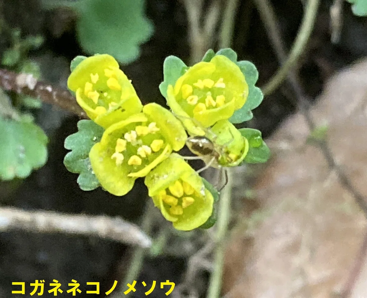 コガネネコノメソウ (2)