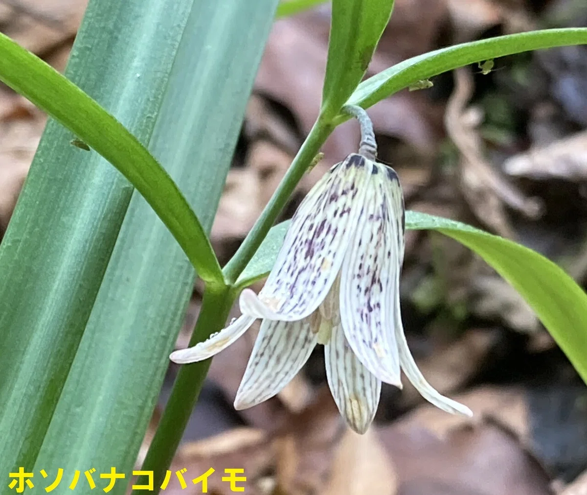 ホソバナkバイモ (1)