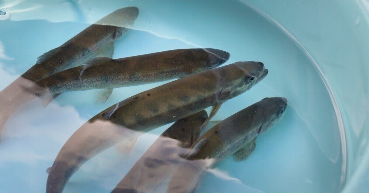 大きなヤマメを見に行くぞ 東京都庁