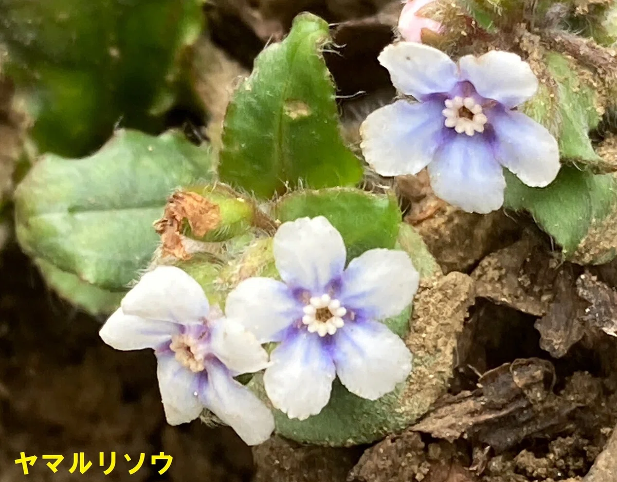 ヤマルリソウ (5)
