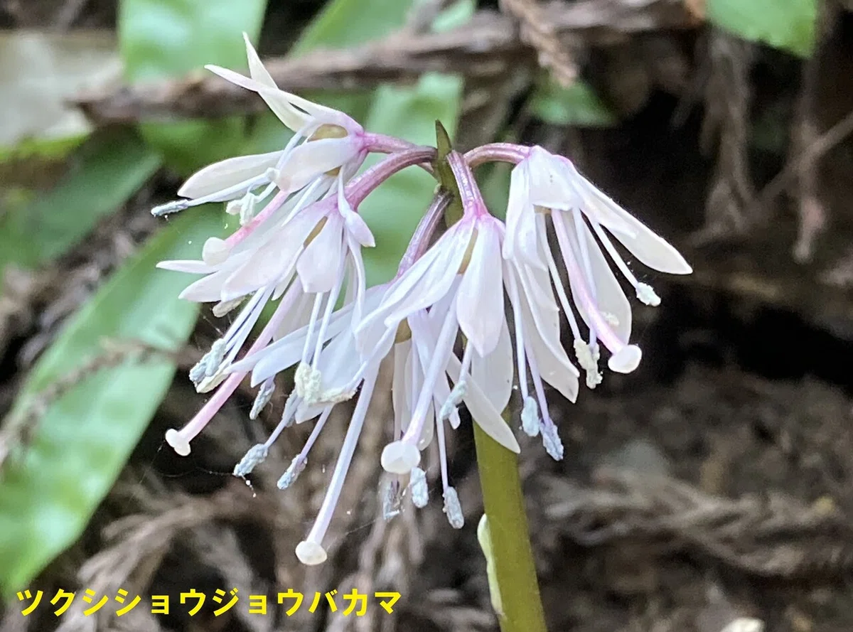 ツクシショウジョウバカマ (1)