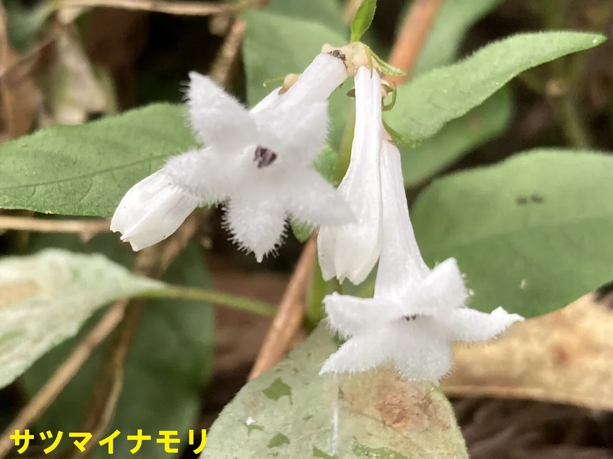 サツマイナモリ (2)