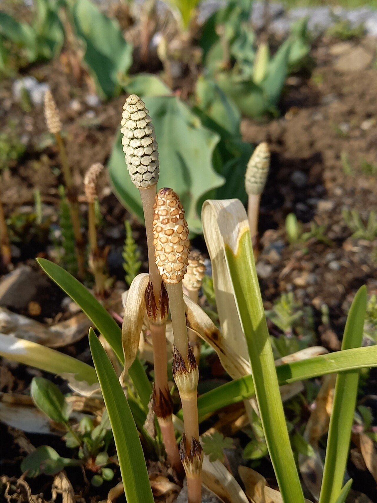 散策中に遭遇した花たち 柘榴 Note