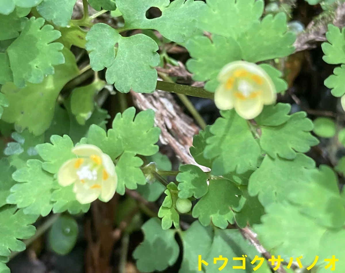 トウゴクサバノオ (1)
