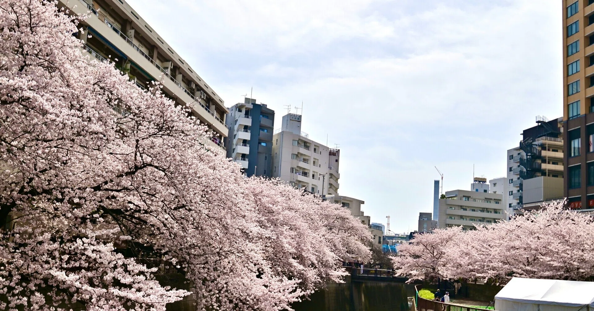 Nakameguro is definitely the place for cherry blossoms! Enjoy the 