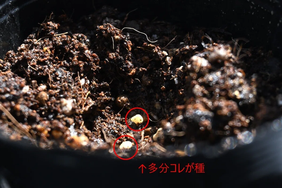 7_00001文字入り