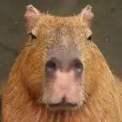 カピバラ写真家〇渡辺克仁