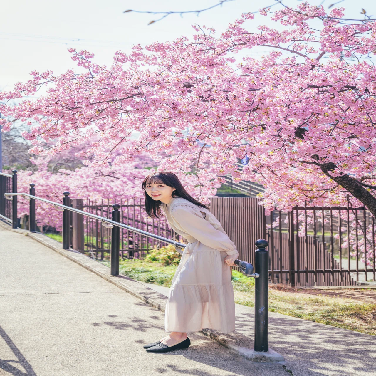 京都】淀水路の河津桜が今年もきれいすぎました｜Yuma Takatsuki