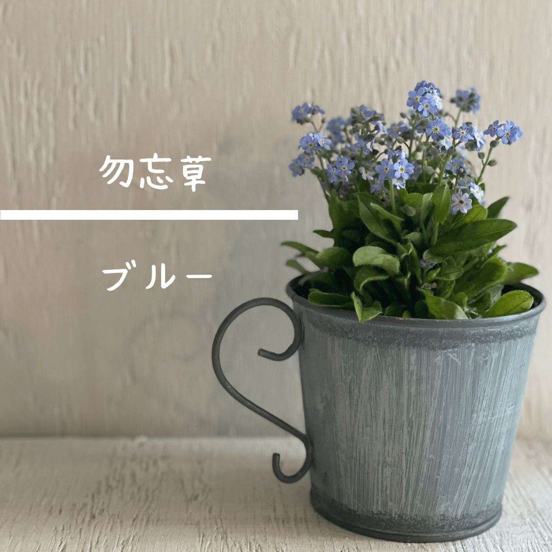 22 3 31 今日のイチオシ 木の下の花屋 Kazamidori Note