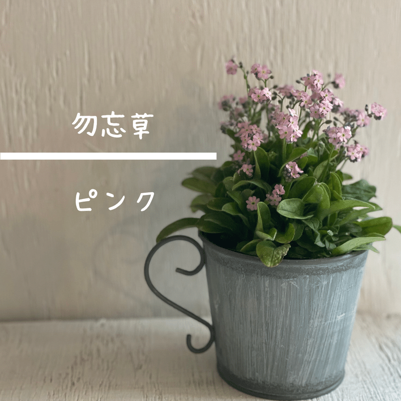 22 3 31 今日のイチオシ 木の下の花屋 Kazamidori Note 22 3 31 今日のイチオシ 木の下の花屋 Kazamidori Note