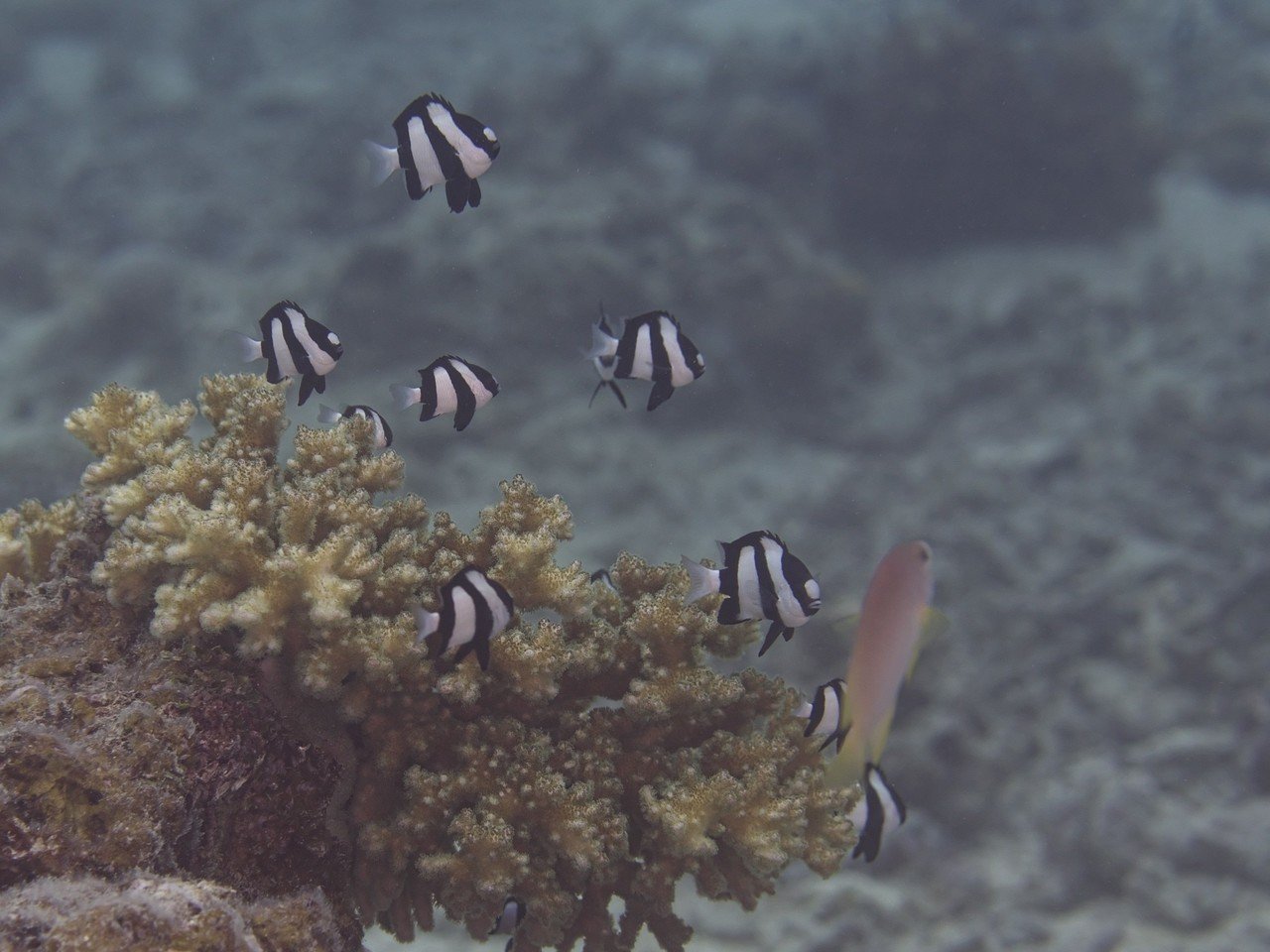 癒やしの海 石垣島の水中写真no1 大家族のミスジリュウキュウスズメダイ ゴールドラッシュ Note 癒やしの海 石垣島の水中写真no1 大家族のミスジリュウキュウスズメダイ ゴールドラッシュ Note
