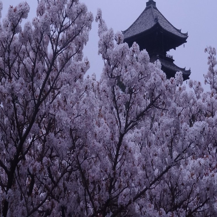 御室桜🌸「仁和寺」🌸三十三間堂×御所!御室10回言うとオムロン!?【きぬ