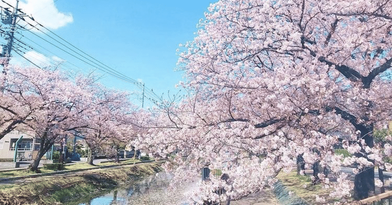 桜の(森にはとうてい満たない)満開の下