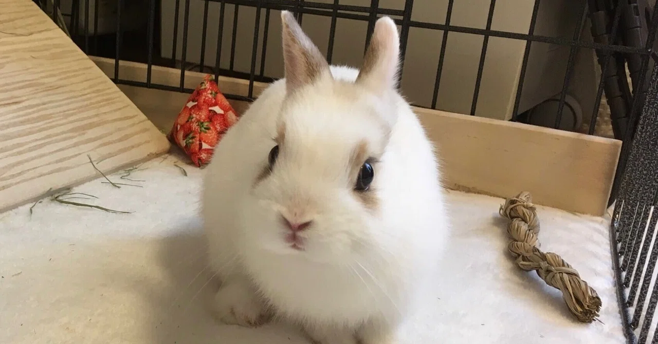 White Rabbit｜ram