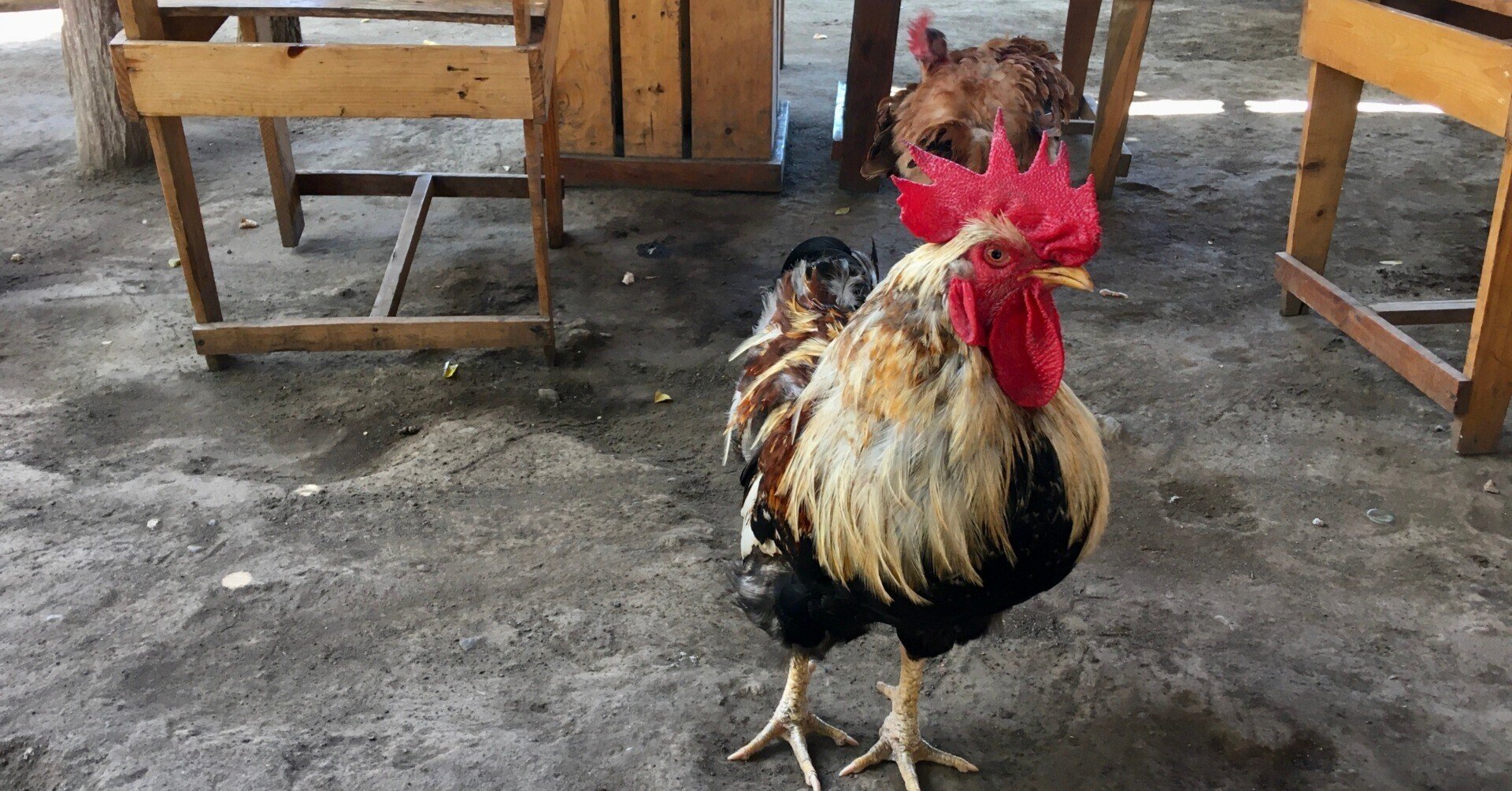 鶏 にわとり ナイトメア Awai 佐藤草 さとうそう 世界の美しさに気づき ともにいのちを生きる Note 鶏 にわとり ナイトメア Awai 佐藤草 さとうそう 世界の美しさに気づき ともにいのちを生きる Note