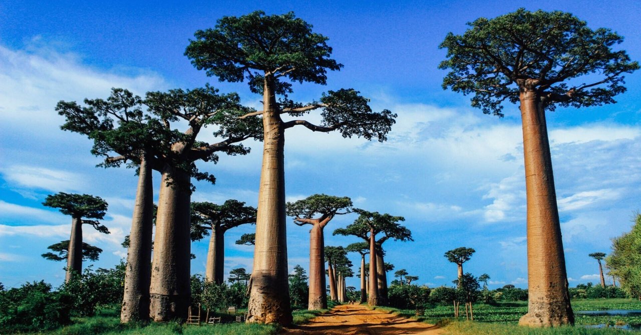 バオバブ街道 の新着タグ記事一覧 Note つくる つながる とどける バオバブ街道 の新着タグ記事一覧 Note つくる つながる とどける