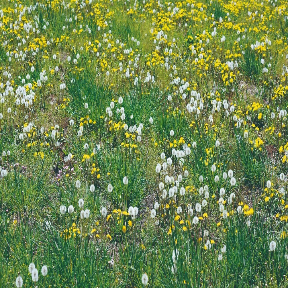 知っているようで知らない 身近なタンポポの多様な世界 ブンイチ 文一総合出版 Note