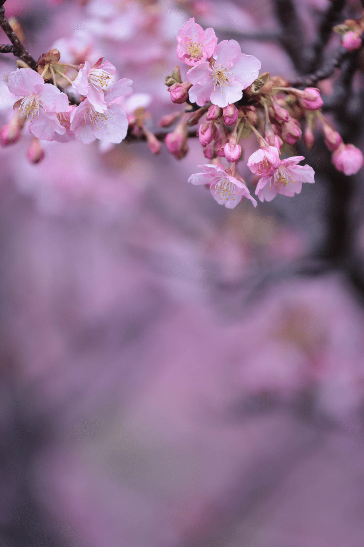 花曇り あや Note