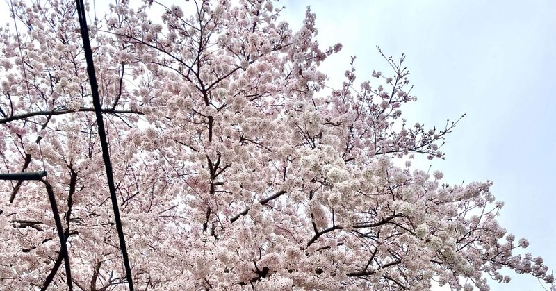 息子と桜の風と。