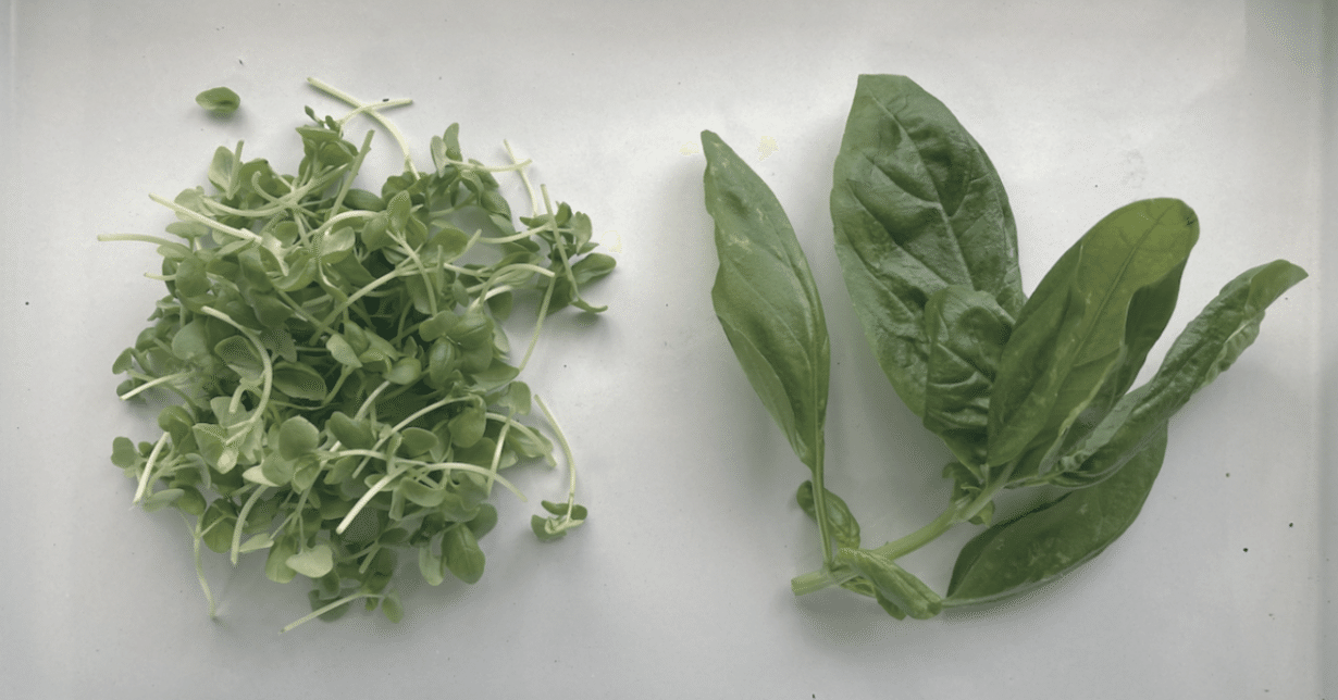 Study84_2.若いバジルと一般バジルの違い（バジル手巻き寿司ができる