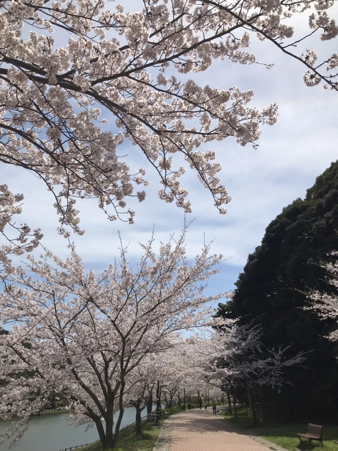 画像11