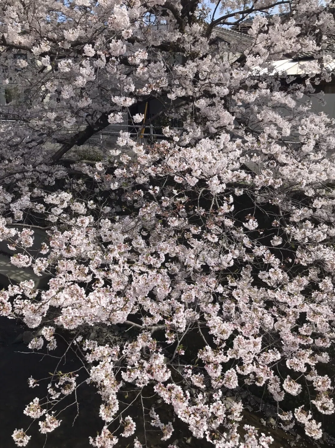 画像17