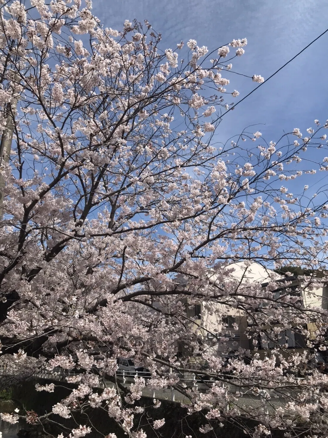 画像19