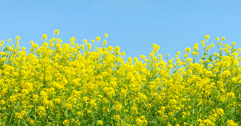 菜の花のパスタ