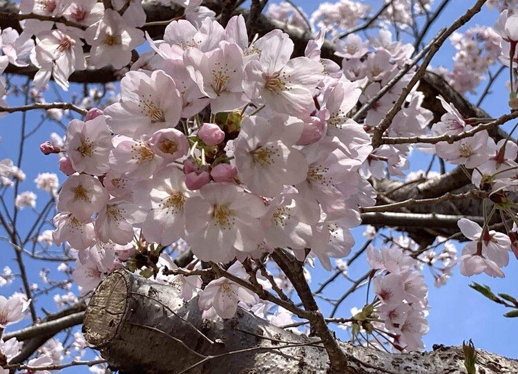 一番お気に入りを😅一応空も映る感じ薄ピンクの花びら透けてまた蕾含んで春を咲かせています。世界平和であります様に🙏#世界平和の祈り#春が来た#日本の春#桜色