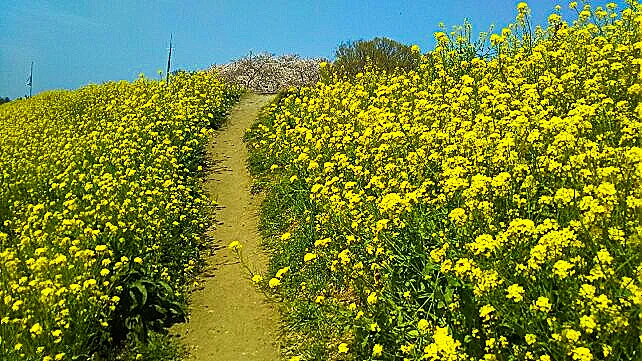 熊谷菜の花220330-1ブルースカイ