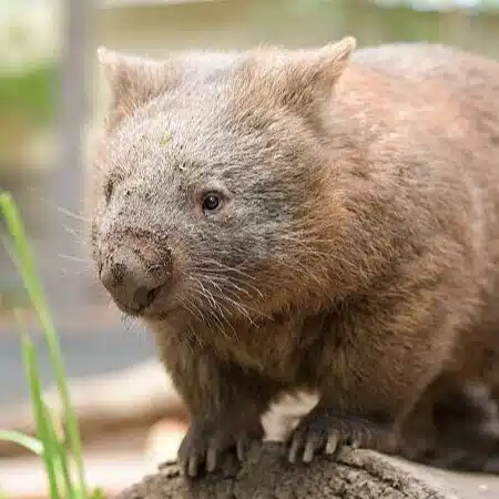 Wombat