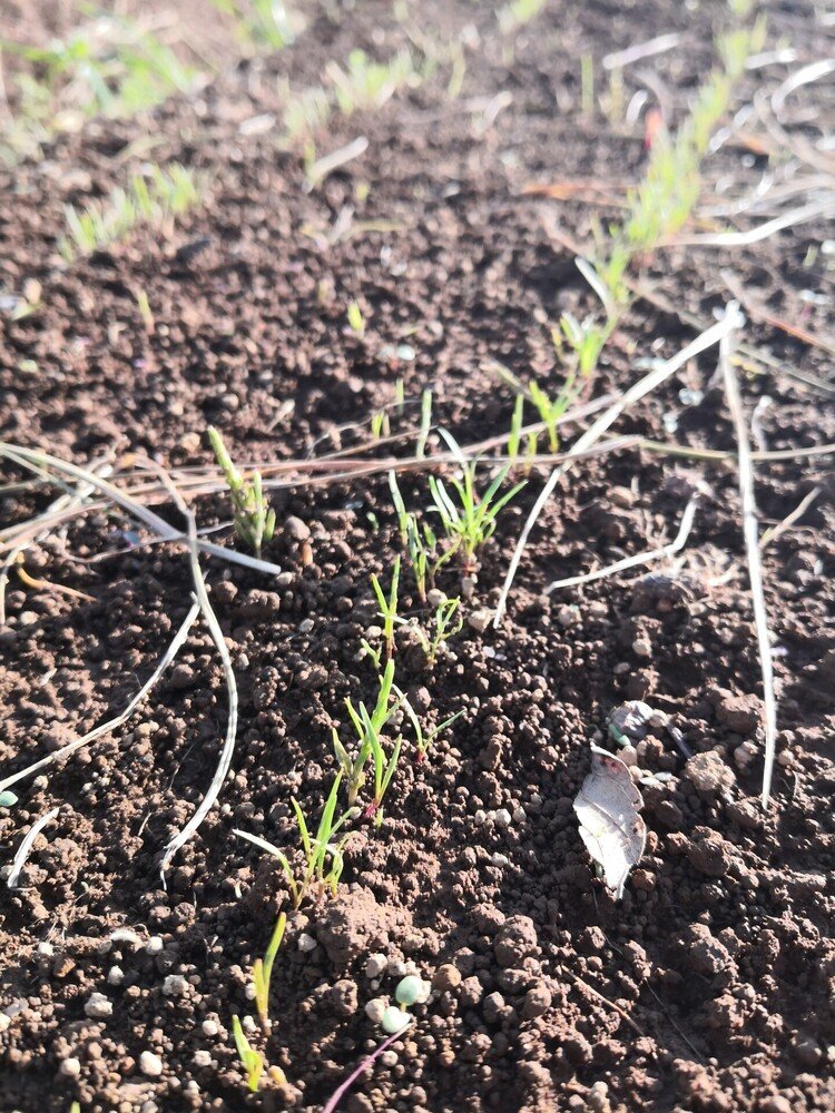 にんじんの芽が一斉に出てきました