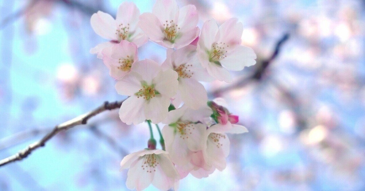 2000本の桜が咲き誇る吉四六ランド【大分の公園巡り】｜けい散歩