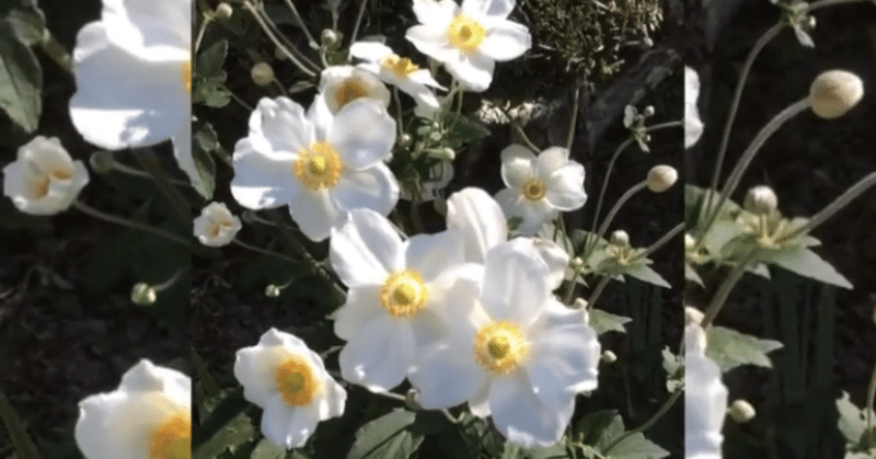 花言葉から考える生き方✨秋明菊