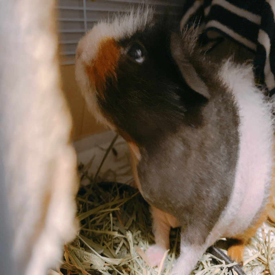 ケイ(三毛のスキニーギニアピッグ)のこと｜くすみ