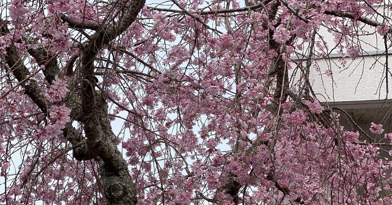 花散らしの雨 の新着タグ記事一覧 Note つくる つながる とどける