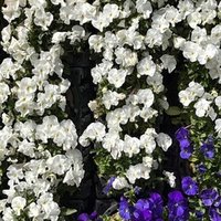 宇津保物語を読む 俊蔭season2 4 久逸文庫主人 Note