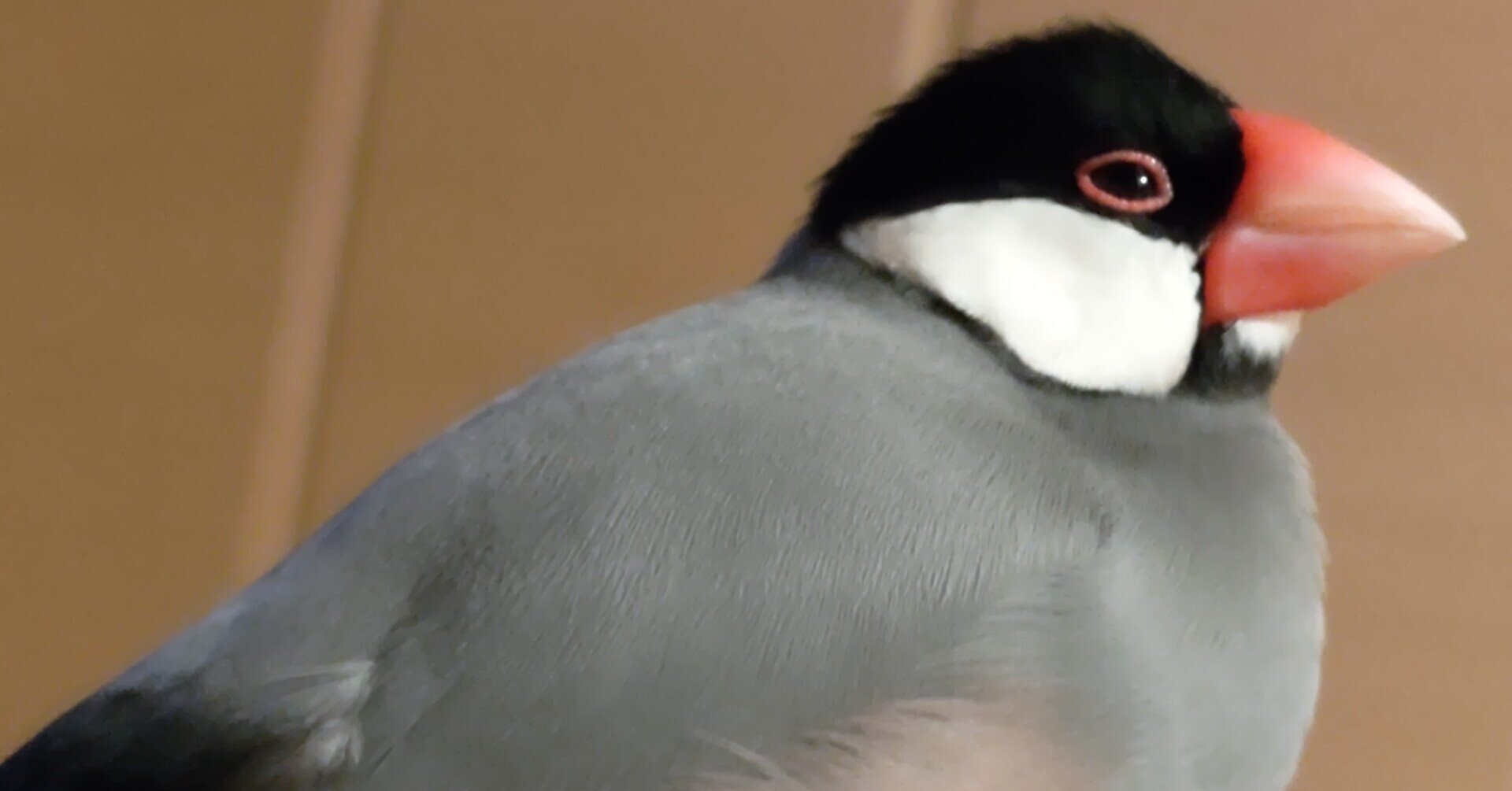 リピーター様⭐︎むつ文鳥 文鳥のためのスマートホーム化｜桜文鳥のさくら